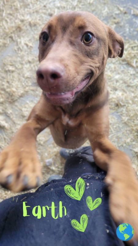 Earth, an adoptable Doberman Pinscher, Pit Bull Terrier in Monte Vista, CO, 81144 | Photo Image 3