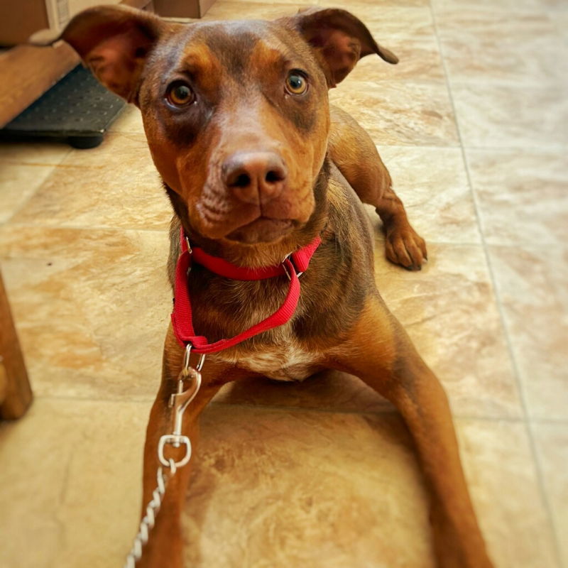 Venus, an adoptable Doberman Pinscher, Pit Bull Terrier in Monte Vista, CO, 81144 | Photo Image 1
