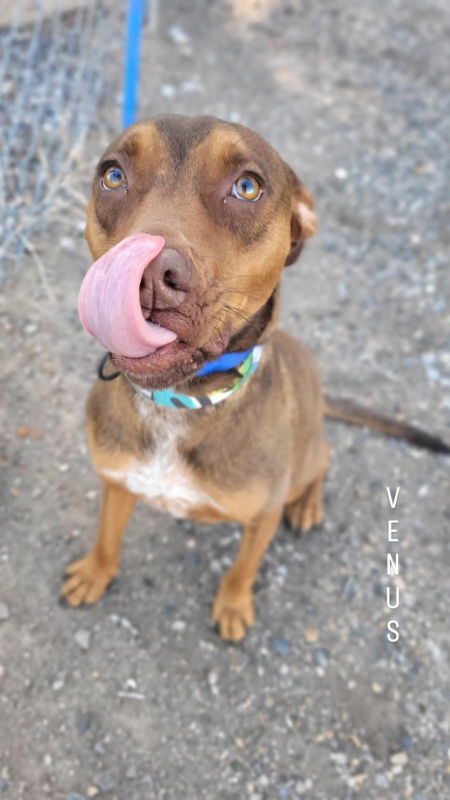 Venus, an adoptable Doberman Pinscher, Pit Bull Terrier in Monte Vista, CO, 81144 | Photo Image 1
