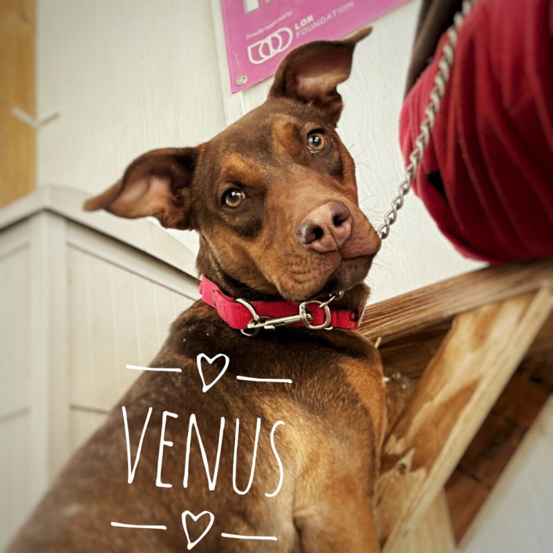 Venus, an adoptable Doberman Pinscher, Pit Bull Terrier in Monte Vista, CO, 81144 | Photo Image 2
