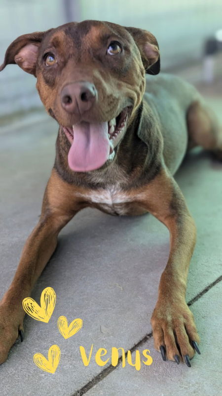 Venus, an adoptable Doberman Pinscher, Pit Bull Terrier in Monte Vista, CO, 81144 | Photo Image 2