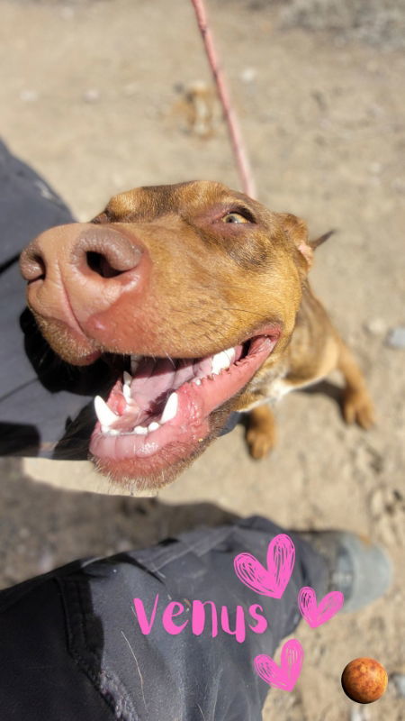 Venus, an adoptable Doberman Pinscher, Pit Bull Terrier in Monte Vista, CO, 81144 | Photo Image 3