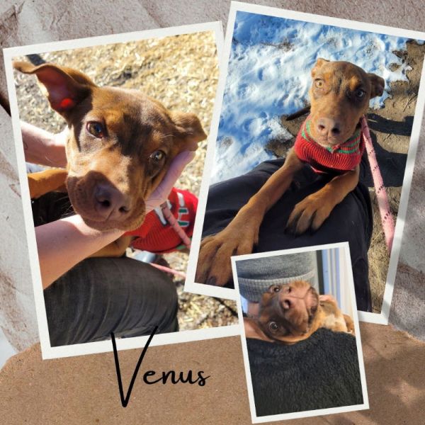 Venus thumbnail 3