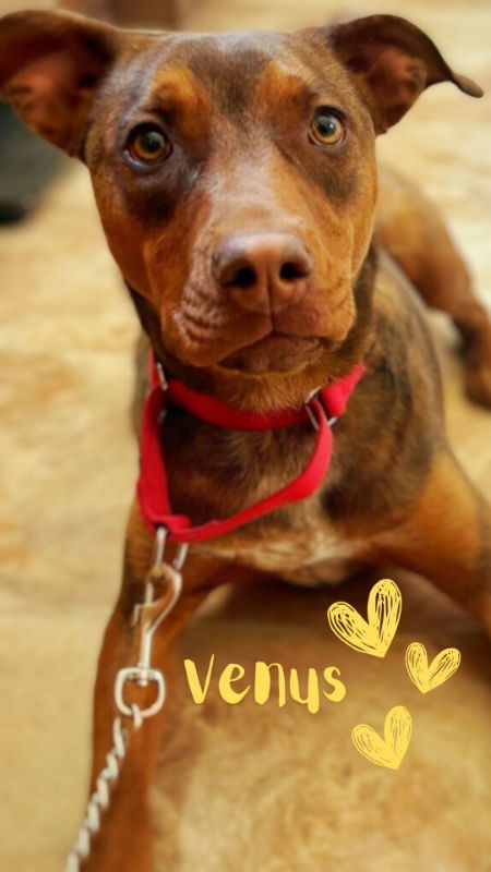 Venus, an adoptable Doberman Pinscher, Pit Bull Terrier in Monte Vista, CO, 81144 | Photo Image 3