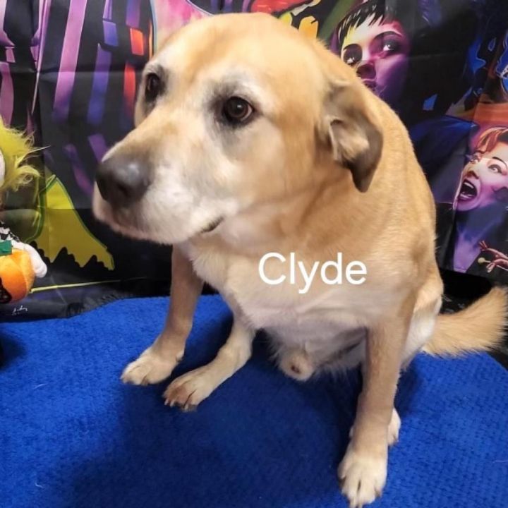 Clyde 2