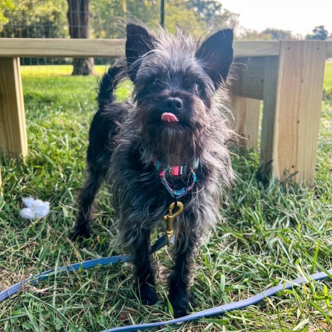 Twister, an adoptable Affenpinscher in South Elgin, IL, 60177 | Photo Image 1