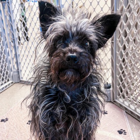 Twister, an adoptable Affenpinscher in South Elgin, IL, 60177 | Photo Image 3