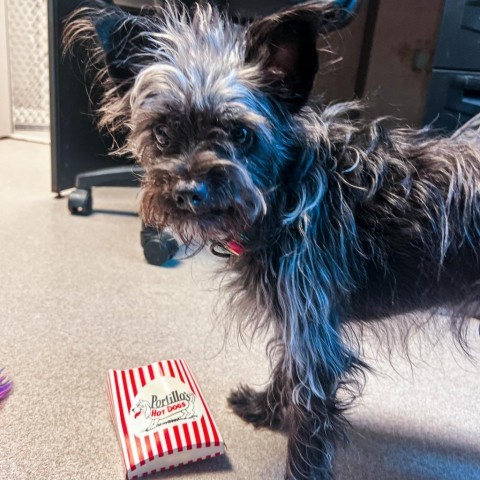 Twister, an adoptable Affenpinscher in South Elgin, IL, 60177 | Photo Image 4