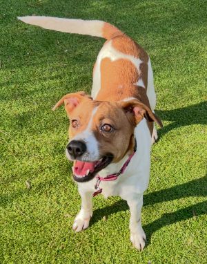 Meet Kelly Kelly is a very sweet lovable girl who wants nothing more than a human best friend Kell