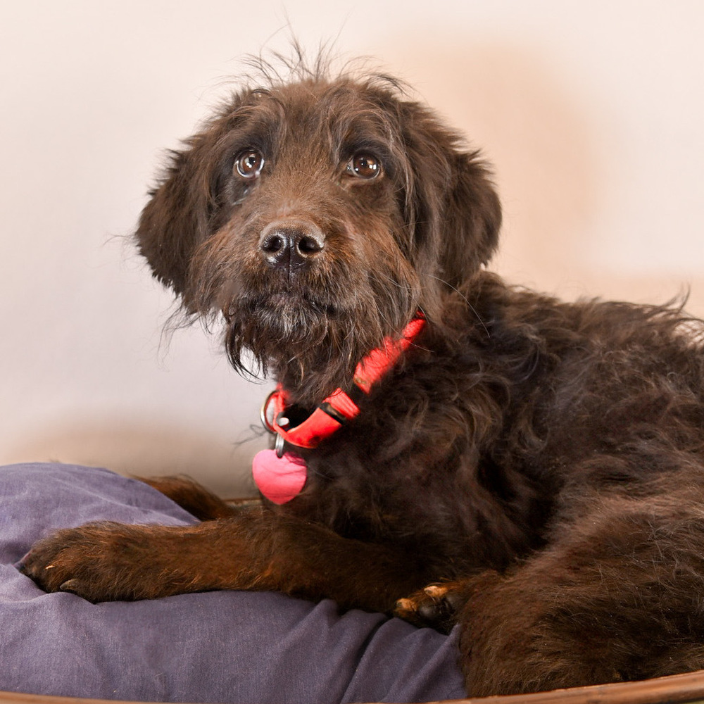 Purdie, an adoptable Aussiedoodle in Lakewood, CO, 80227 | Photo Image 1