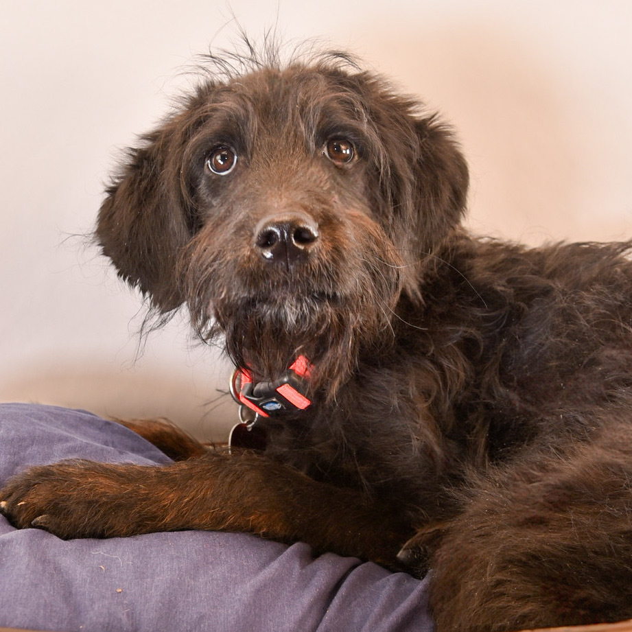 Purdie, an adoptable Aussiedoodle in Lakewood, CO, 80227 | Photo Image 2