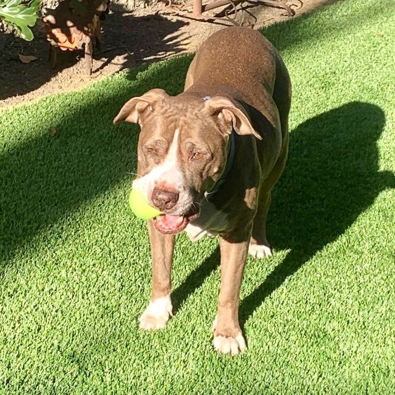 Bebe