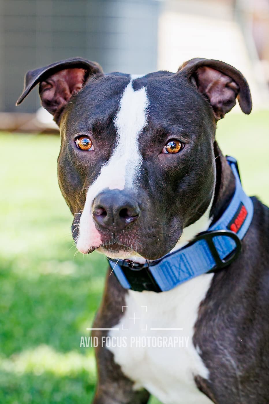 Midnight - Diamond Dog