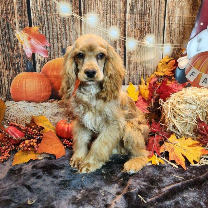 Cocker Spaniel - Crosby