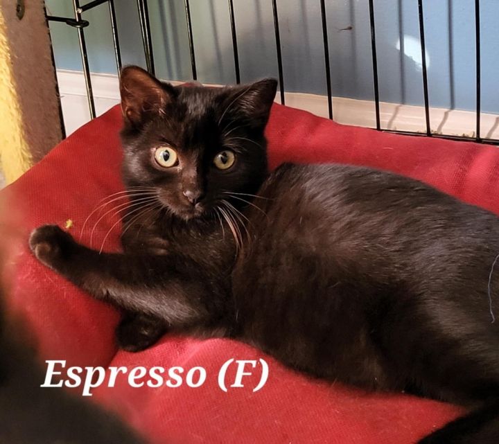 EXPRESSO (f) 1