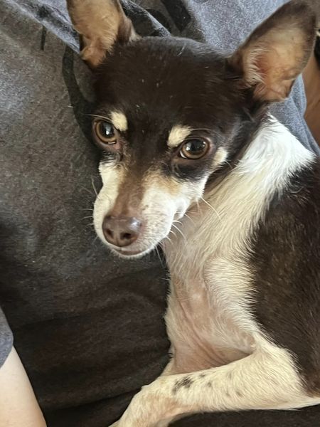Hazel