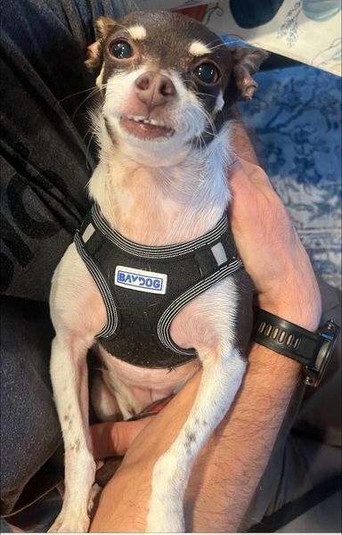 Hazel