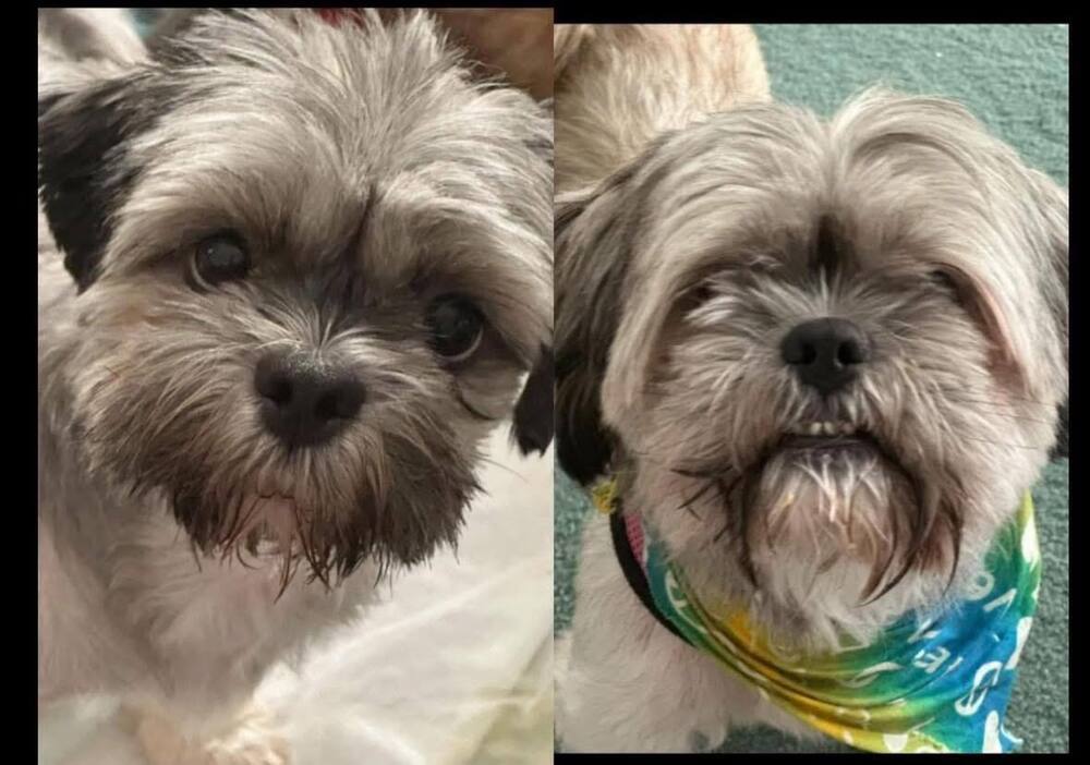Mama Coco and Papa BONDED PAIR must stay together