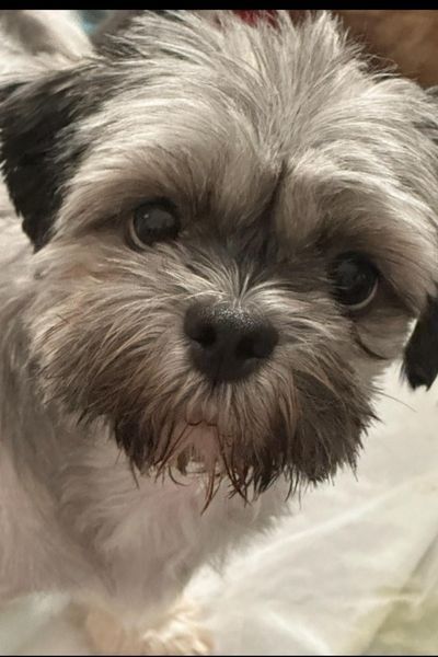 Mama Coco and Papa BONDED PAIR must stay together