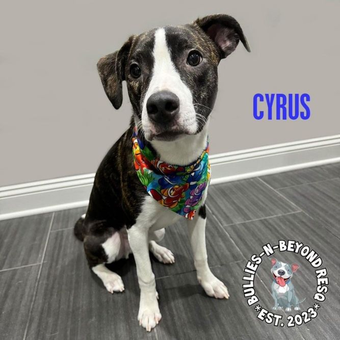 Cyrus