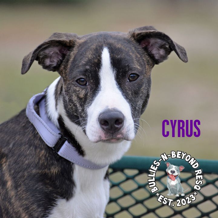 Cyrus 5