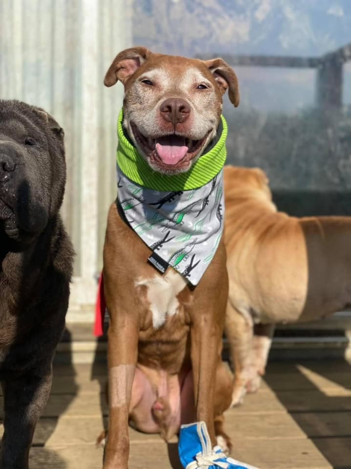 Fernando, an adoptable Mixed Breed in Shelburne, VT, 05482 | Photo Image 2