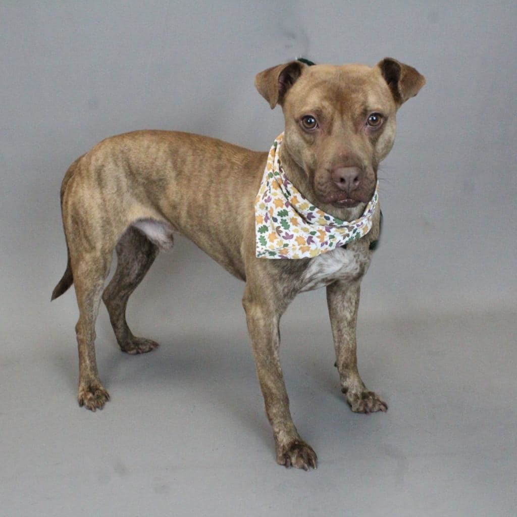 Biscuit, an adoptable Mixed Breed in Shelburne, VT, 05482 | Photo Image 1