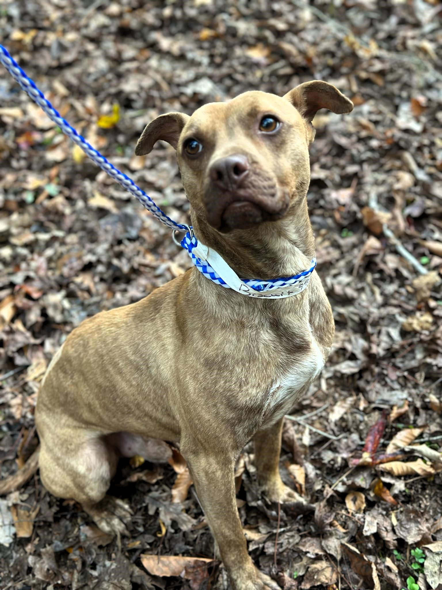 Biscuit, an adoptable Mixed Breed in Shelburne, VT, 05482 | Photo Image 2