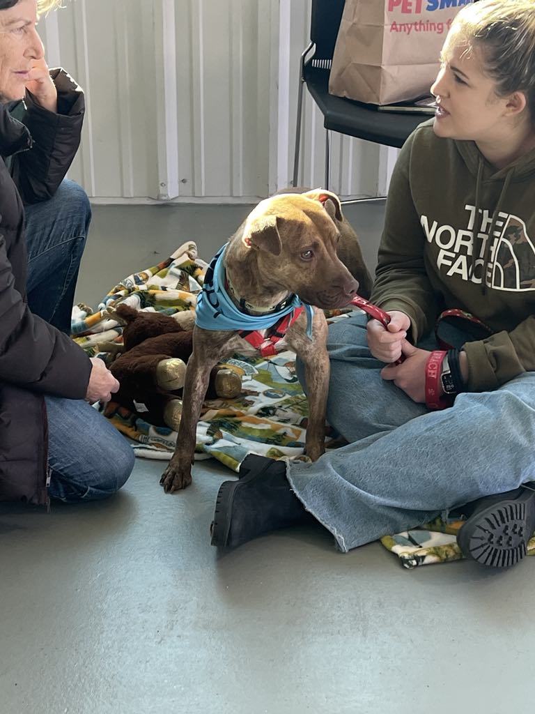 Biscuit, an adoptable Mixed Breed in Shelburne, VT, 05482 | Photo Image 3