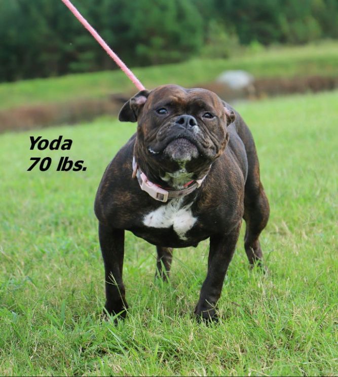 Yoda