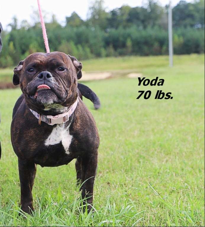 Yoda 3