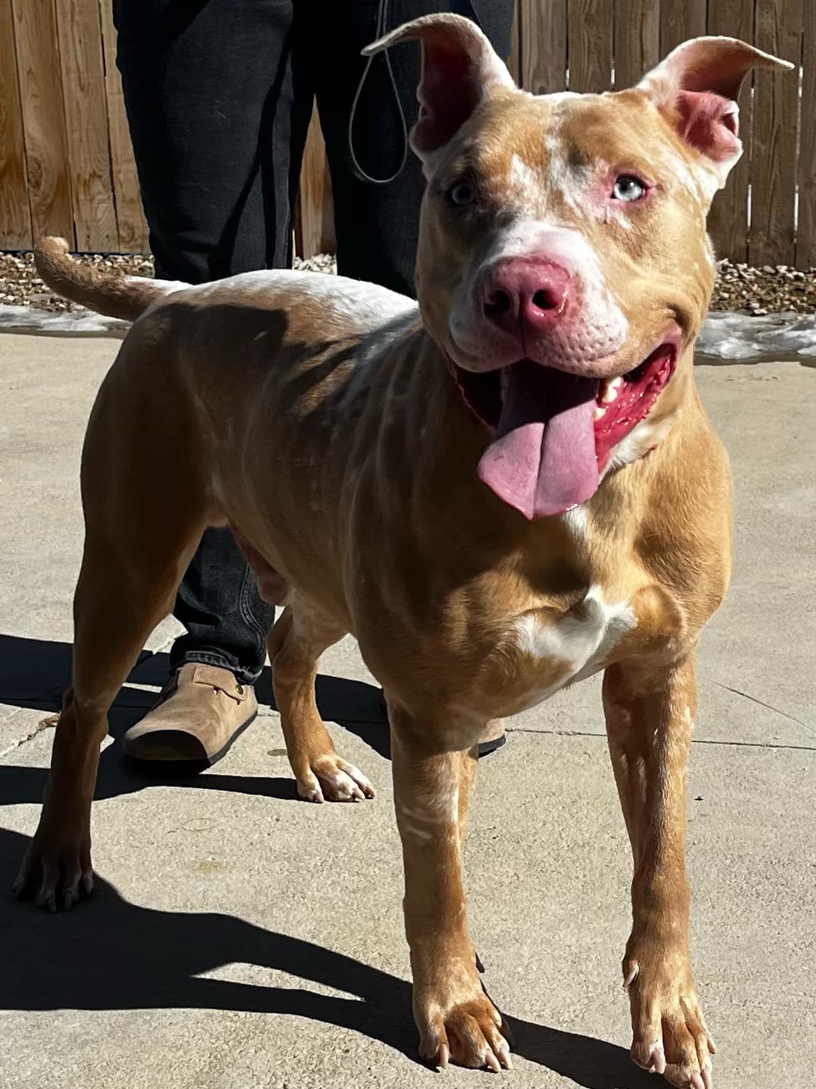 Dreamer, an adoptable Pit Bull Terrier in Windsor, CO, 80550 | Photo Image 1