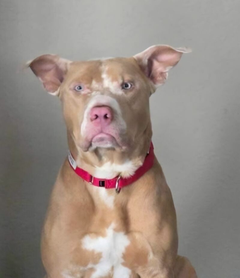 Dreamer, an adoptable Pit Bull Terrier in Windsor, CO, 80550 | Photo Image 2