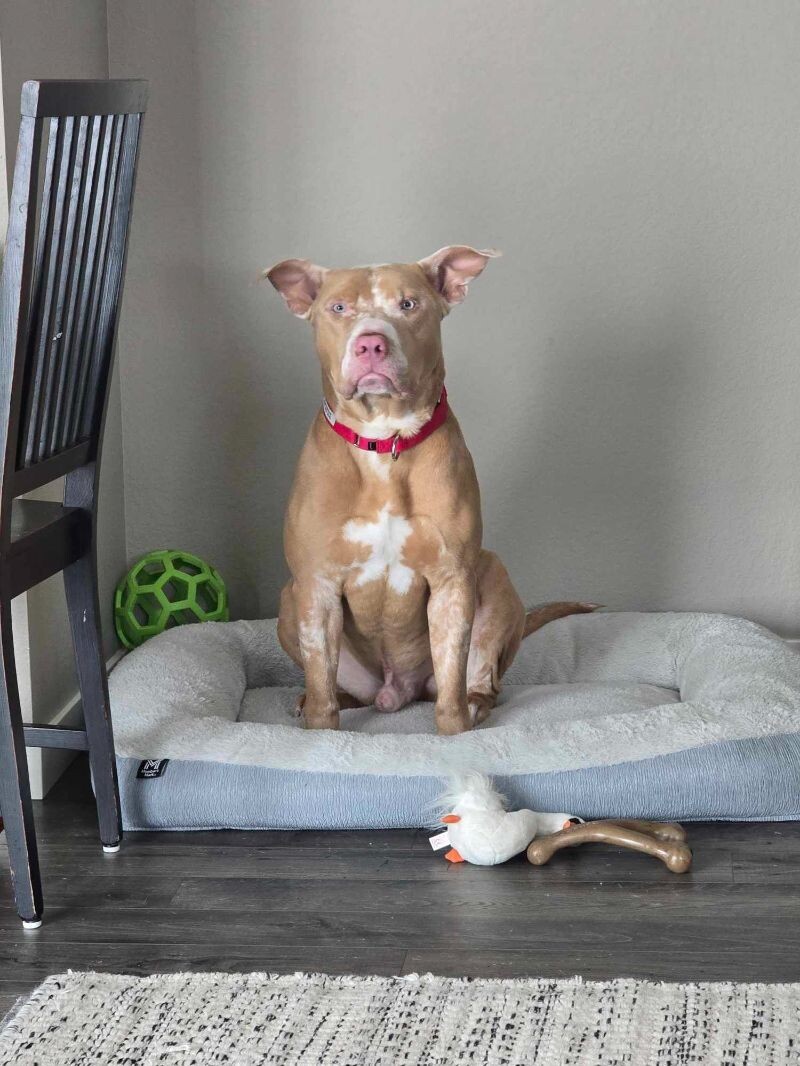 Dreamer, an adoptable Pit Bull Terrier in Windsor, CO, 80550 | Photo Image 3