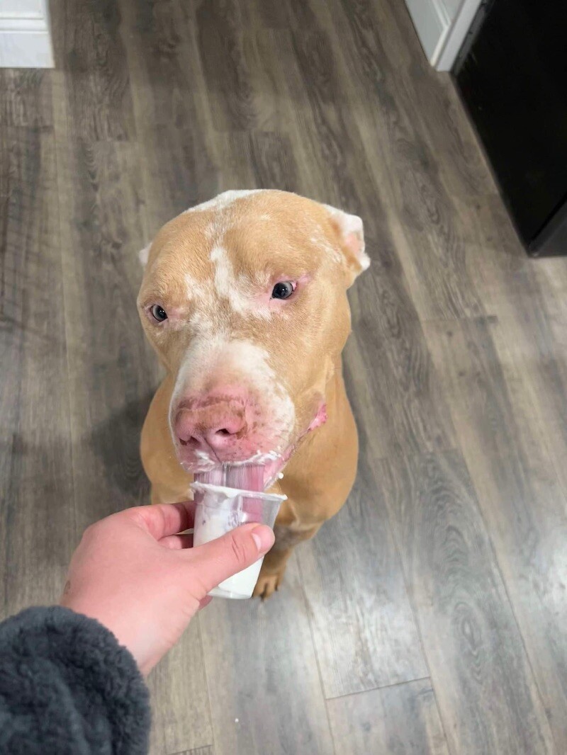 Dreamer, an adoptable Pit Bull Terrier in Windsor, CO, 80550 | Photo Image 5
