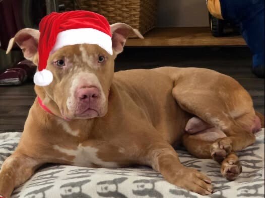 Dreamer, an adoptable Pit Bull Terrier in Windsor, CO, 80550 | Photo Image 6