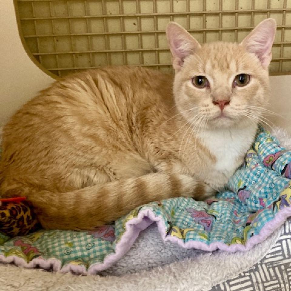 Tom, an adoptable Domestic Short Hair in Union, MO, 63084 | Photo Image 1
