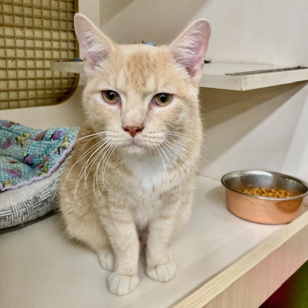 Tom, an adoptable Domestic Short Hair in Union, MO, 63084 | Photo Image 2