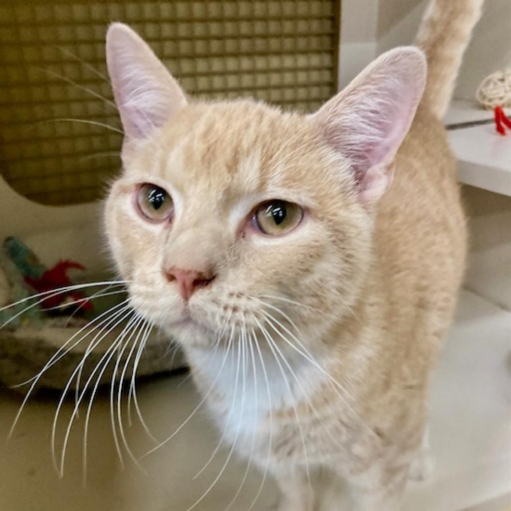Tom, an adoptable Domestic Short Hair in Union, MO, 63084 | Photo Image 3