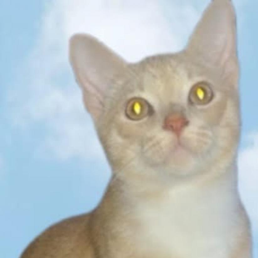 Tom, an adoptable Domestic Short Hair in Union, MO, 63084 | Photo Image 4