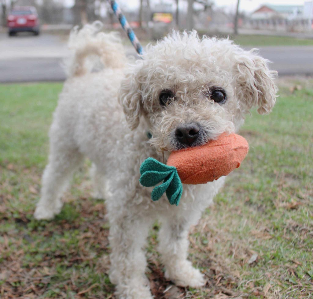 Benji, an adoptable Poodle, Mixed Breed in Shorewood, IL, 60431 | Photo Image 1
