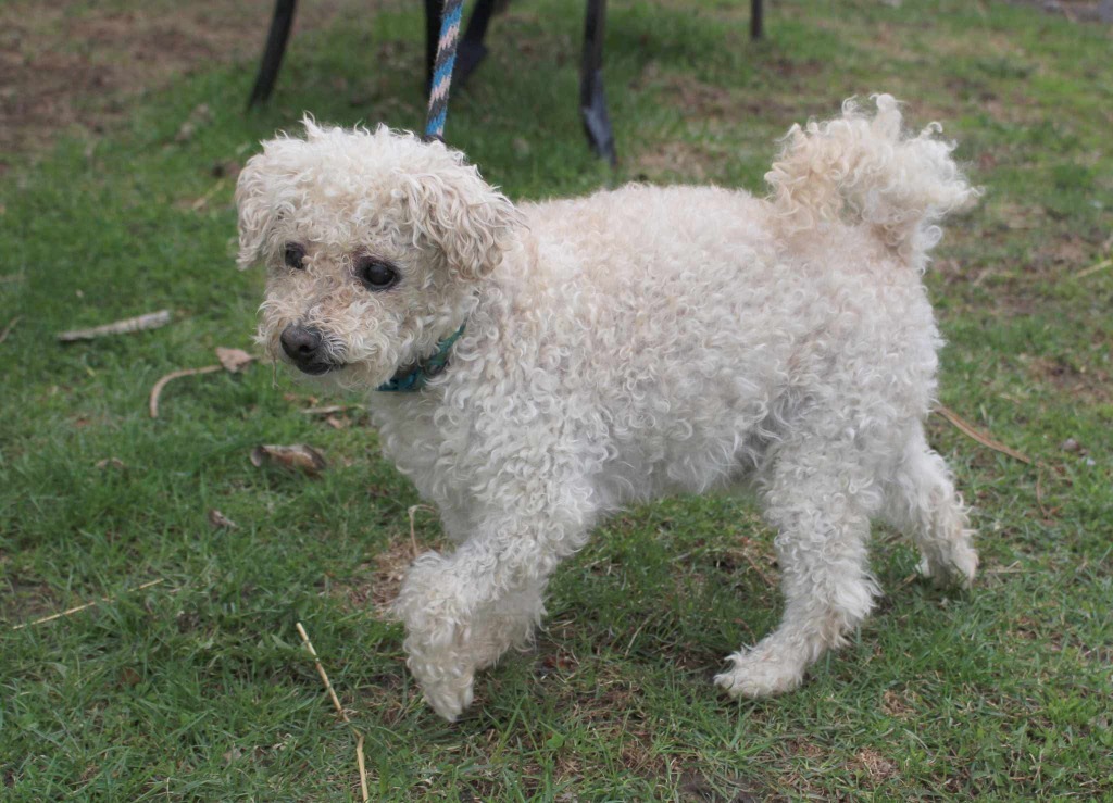 Benji, an adoptable Poodle, Mixed Breed in Shorewood, IL, 60431 | Photo Image 2