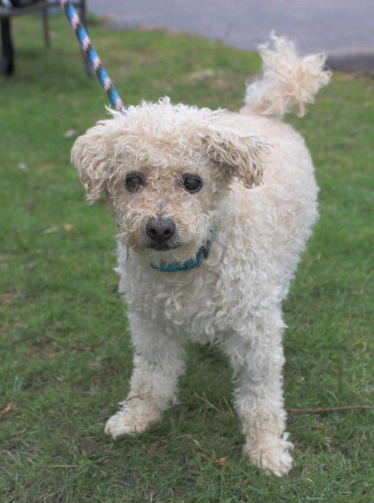 Benji, an adoptable Poodle, Mixed Breed in Shorewood, IL, 60431 | Photo Image 3