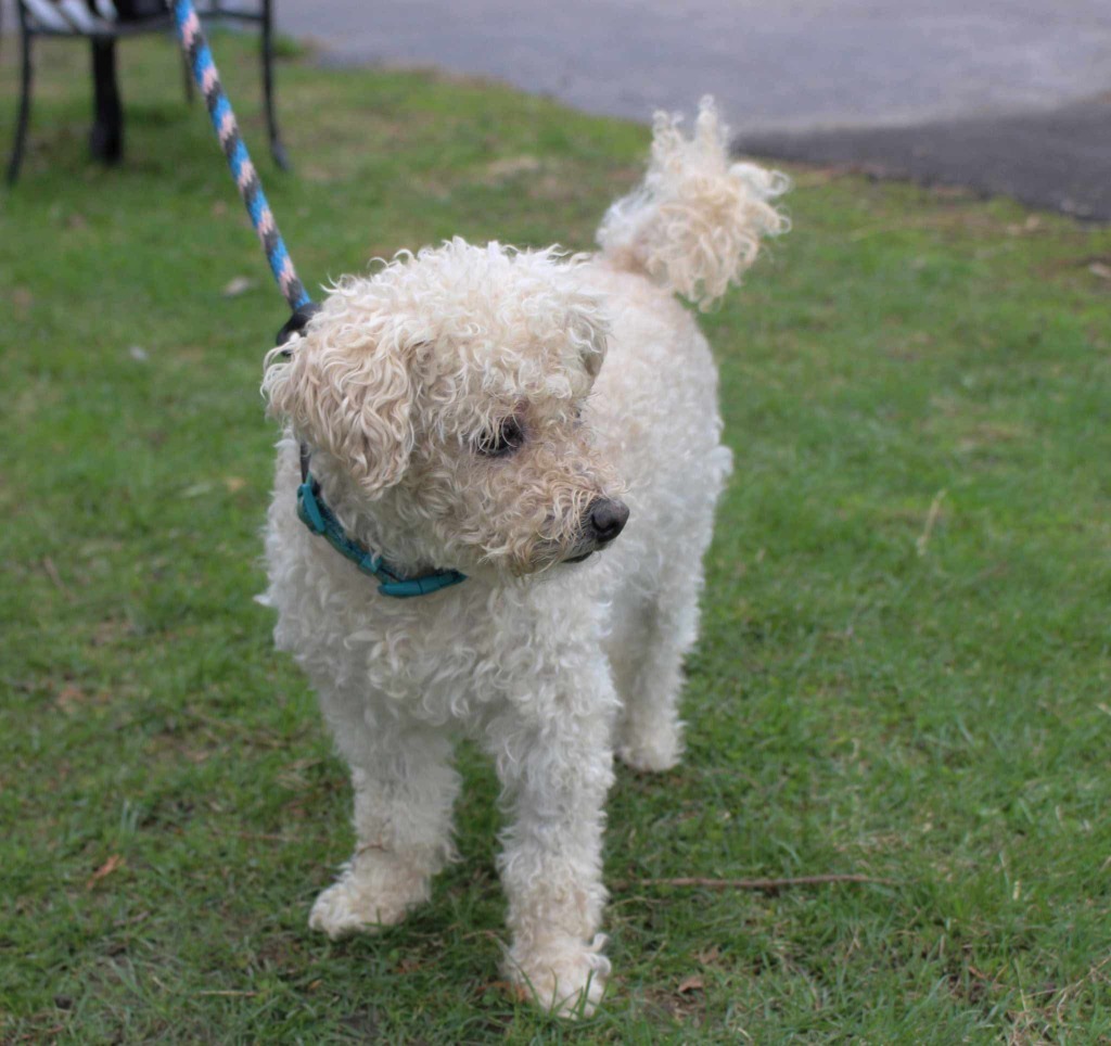 Benji, an adoptable Poodle, Mixed Breed in Shorewood, IL, 60431 | Photo Image 4