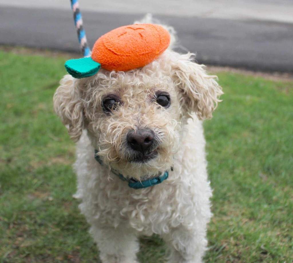 Benji, an adoptable Poodle, Mixed Breed in Shorewood, IL, 60431 | Photo Image 5