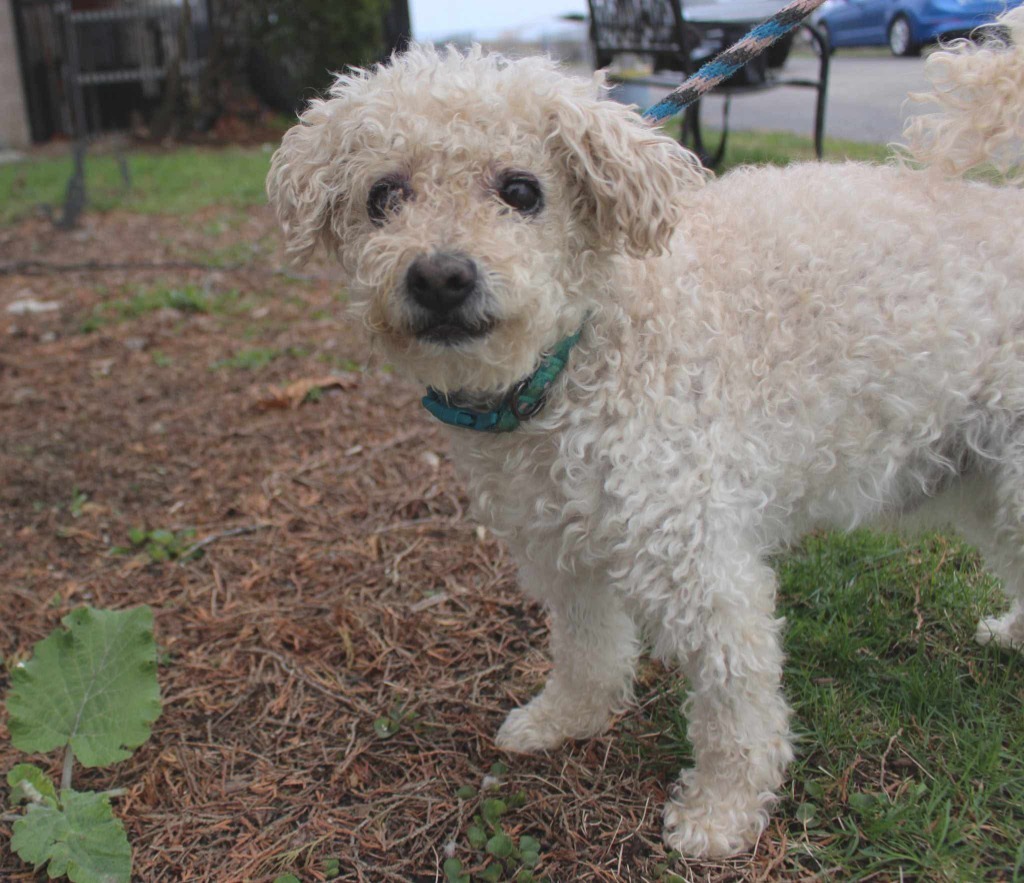 Benji