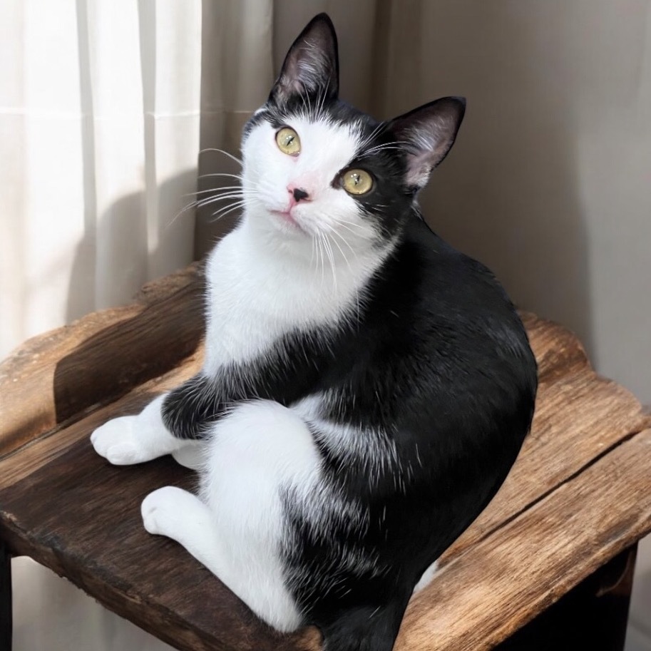Dumpling, an adoptable Domestic Short Hair, Munchkin in Jupiter, FL, 33458 | Photo Image 1