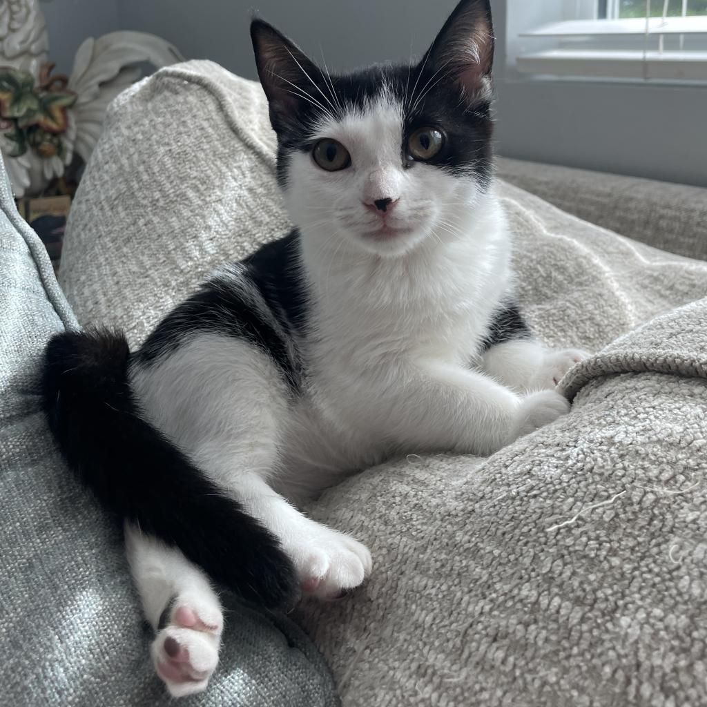 Dumpling, an adoptable Domestic Short Hair, Munchkin in Jupiter, FL, 33458 | Photo Image 2