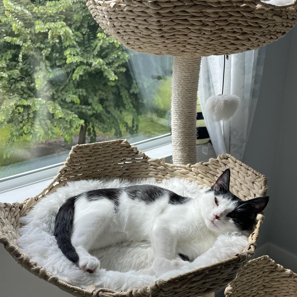 Dumpling