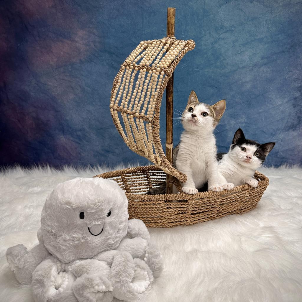 Dumpling, an adoptable Domestic Short Hair, Munchkin in Jupiter, FL, 33458 | Photo Image 5
